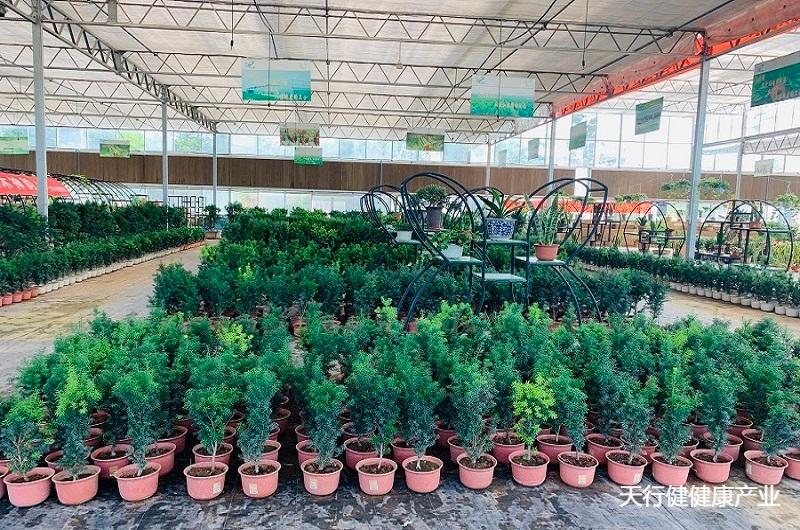 盆栽红豆杉大树怎么修剪,红豆杉的地景造型与修剪