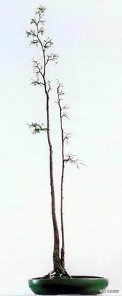 丛林式盆景欣赏,盆景欣赏及制作