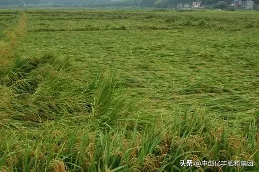 水稻倒伏,水稻出现倒伏现象怎么办