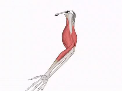 新手俯卧撑该怎么练才有效,俯卧撑的八个风险