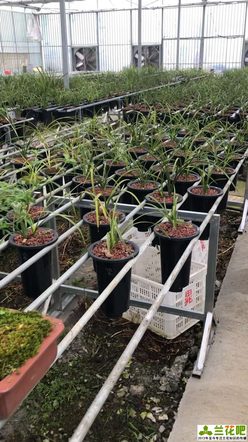 兰花的观赏特性及用途是什么,兰花的观赏特性及用途图片