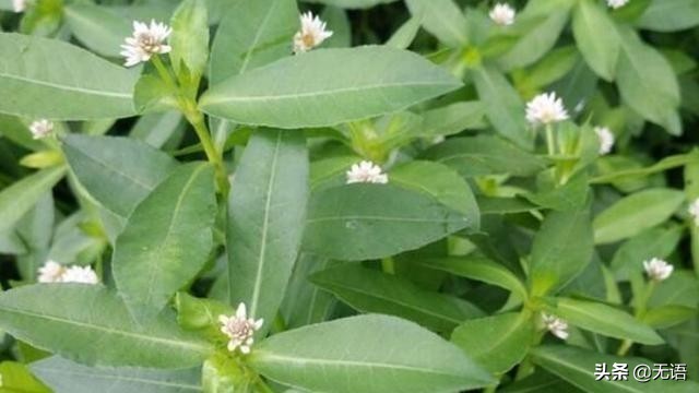 茎像“空心菜”花像“莲花”，农村到处可见，却很少人知其用途