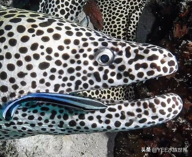 海洋医生完整版,海洋医生是什么鱼