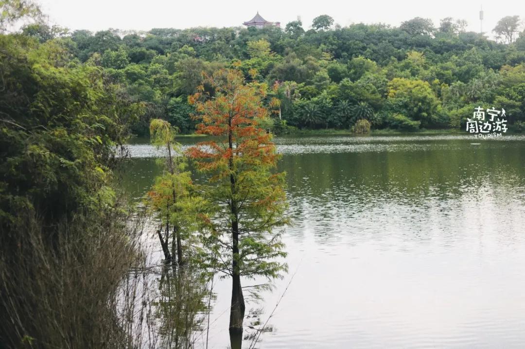 南宁花海公园在哪里,南宁嘉和城附近花海