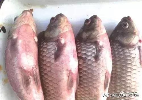 鱼出血病的防与治,鱼类出血性疾病