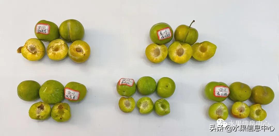 李子柒测评黄桃罐头,正宗蜂糖李子几月份成熟