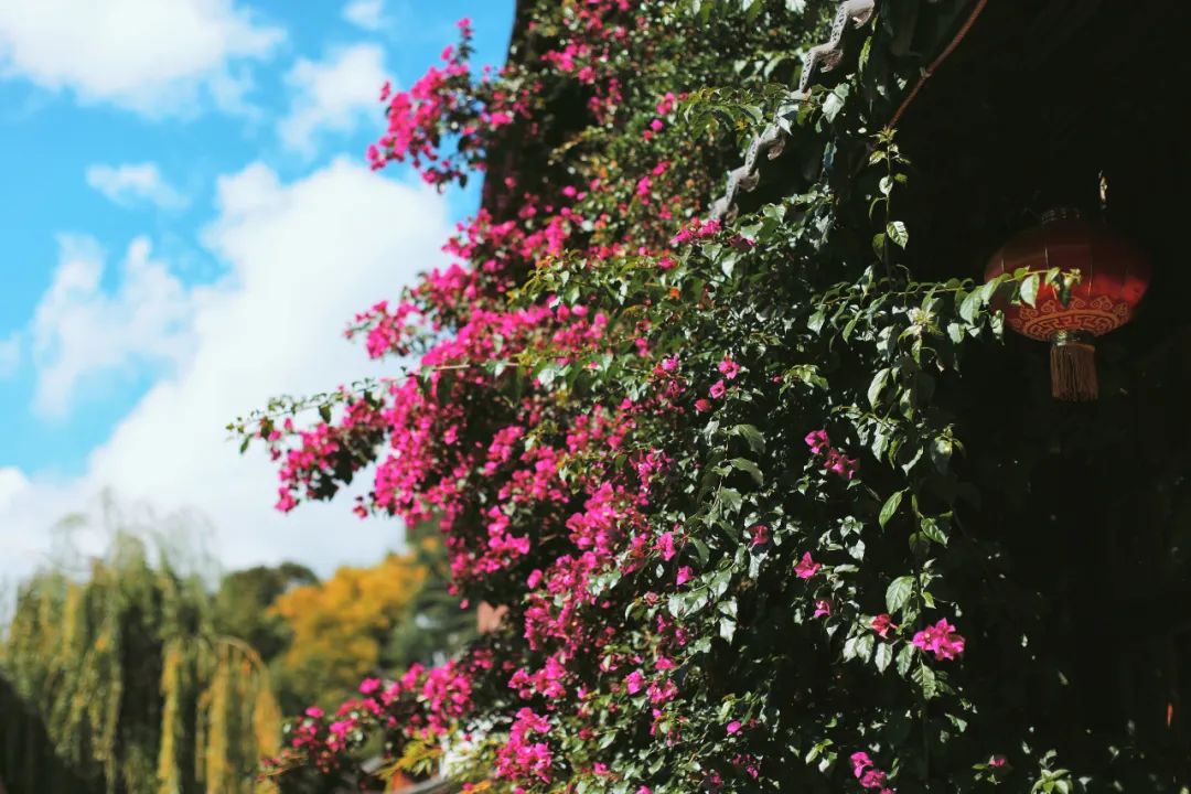推荐云南丽江民宿,值得去的丽江民宿
