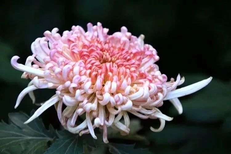 花中四君子菊花国画用笔,花中四君子菊花高清图片