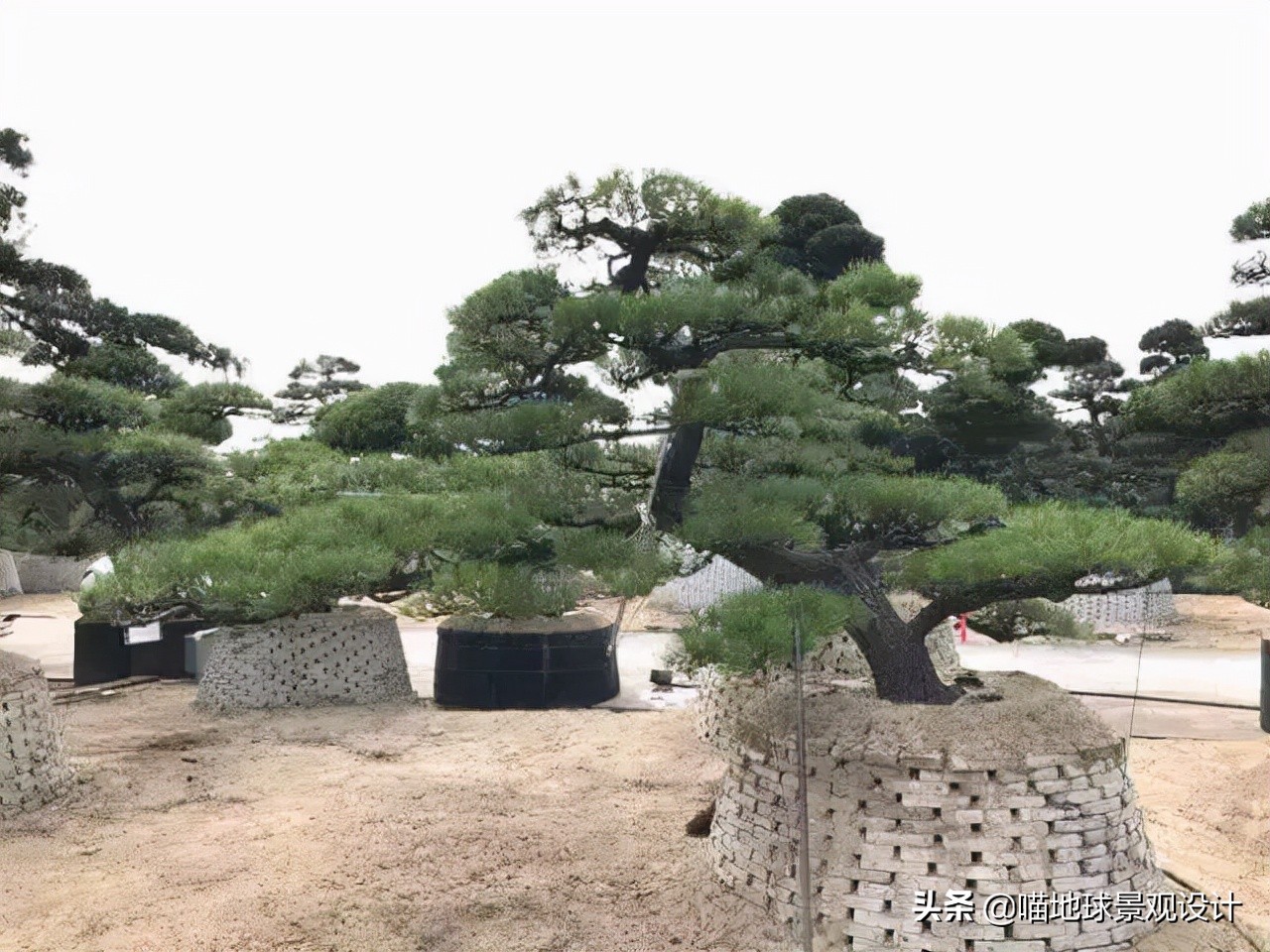 庭院景观设计品种齐全,别墅庭院主景树推荐