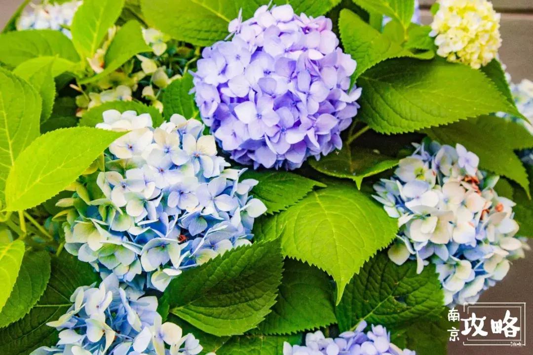 慧园里，南京城中，时光交错的角落