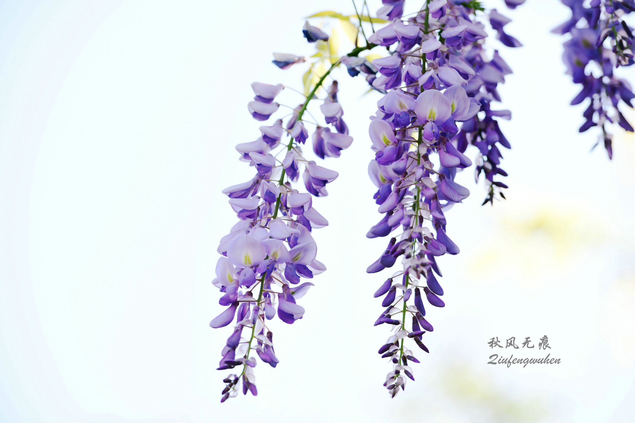 四月的春风西安,四月春风里的樱花