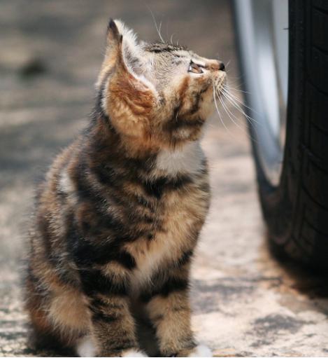 CPF活动预告|阿派第30届领养日——人间值得，只要它能与你相遇