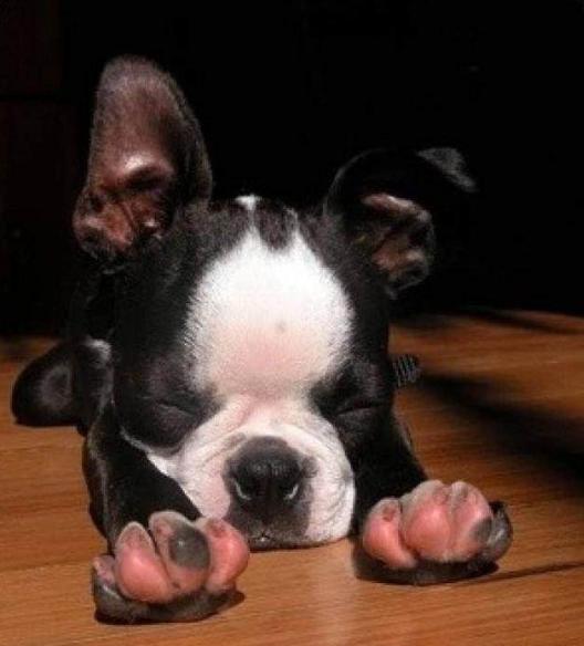 法牛好养吗,想养听话的法牛犬