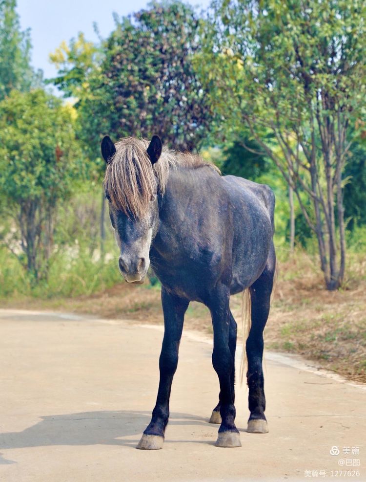 游玩万安山,洛阳万安山游玩攻略