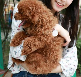 泰迪狗不能抱,怎么抱泰迪狗狗有安全感