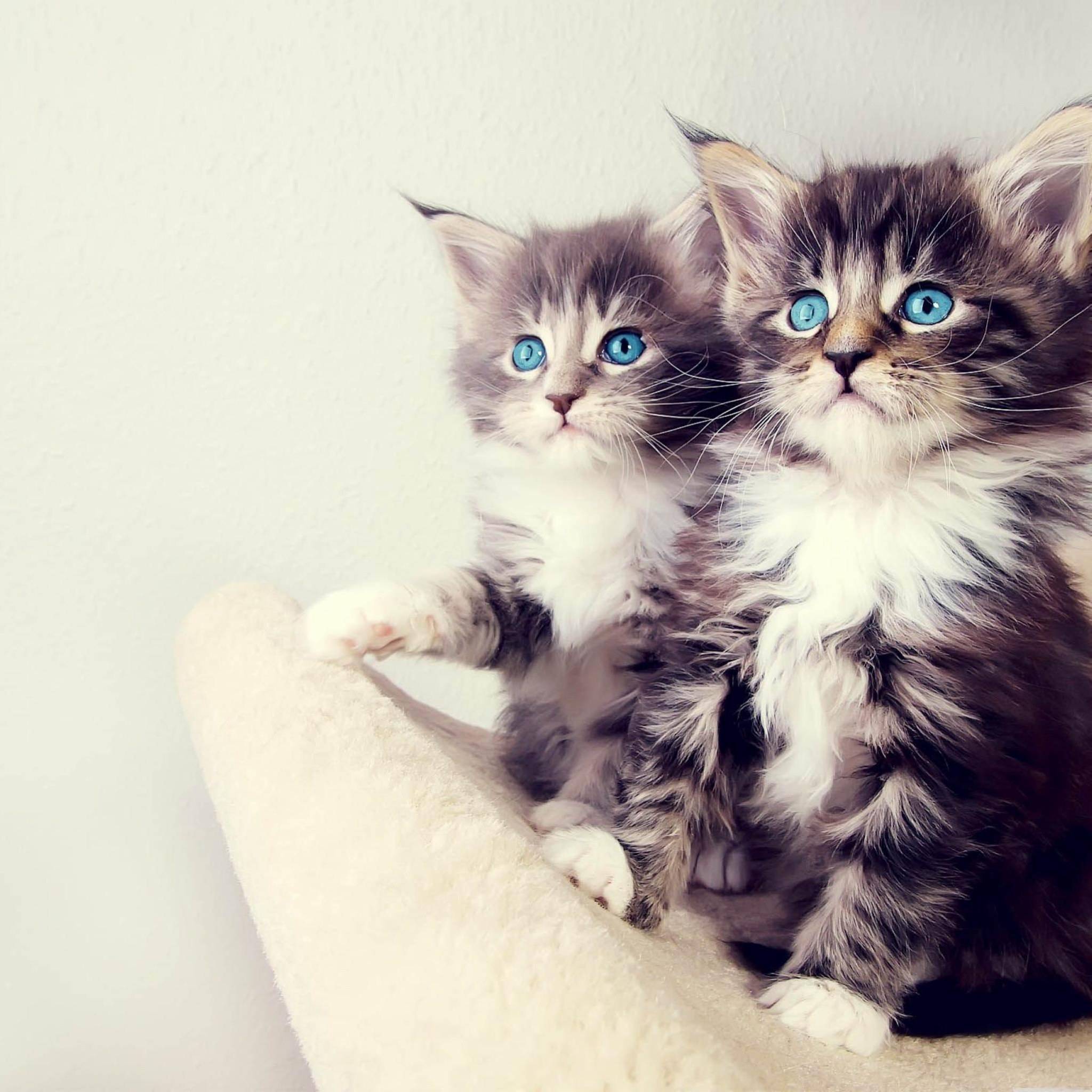 小猫咪一直叫个不停的话会怎么样,小猫咪一直叫不停怎么回事