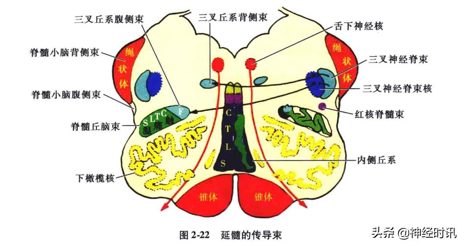 脑干解剖,脑干神经解剖