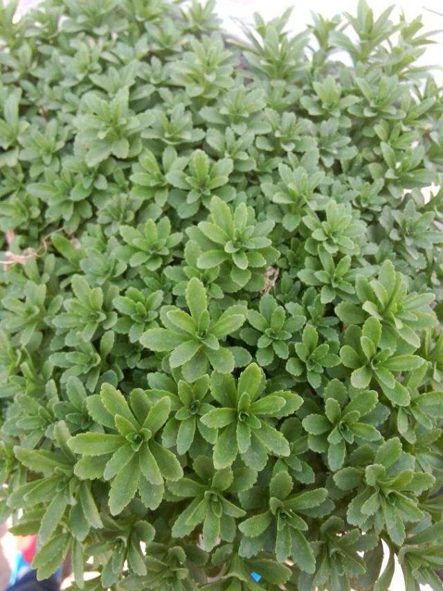 田七苗期病害,田七种植技术和产量