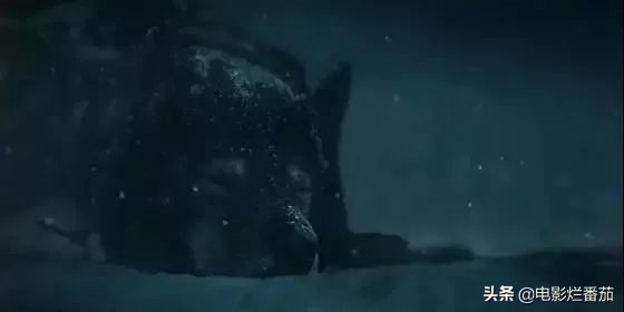 二哈多哥极限逃跑,多哥为什么跟其他哈士奇不一样