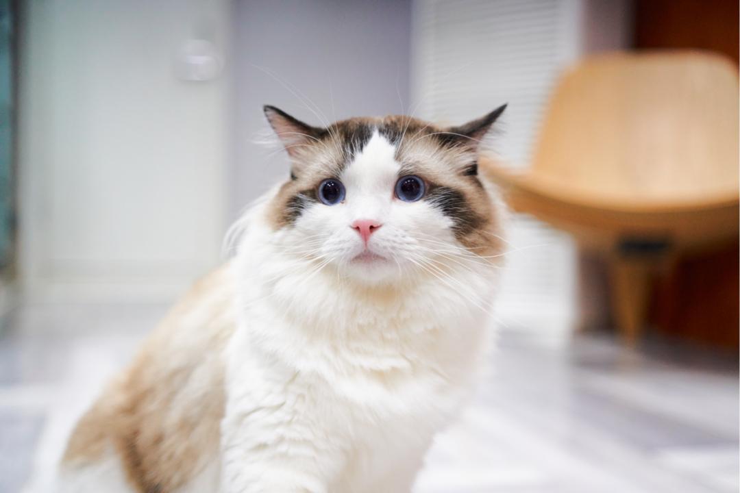 铲屎的，我要个响亮的名字