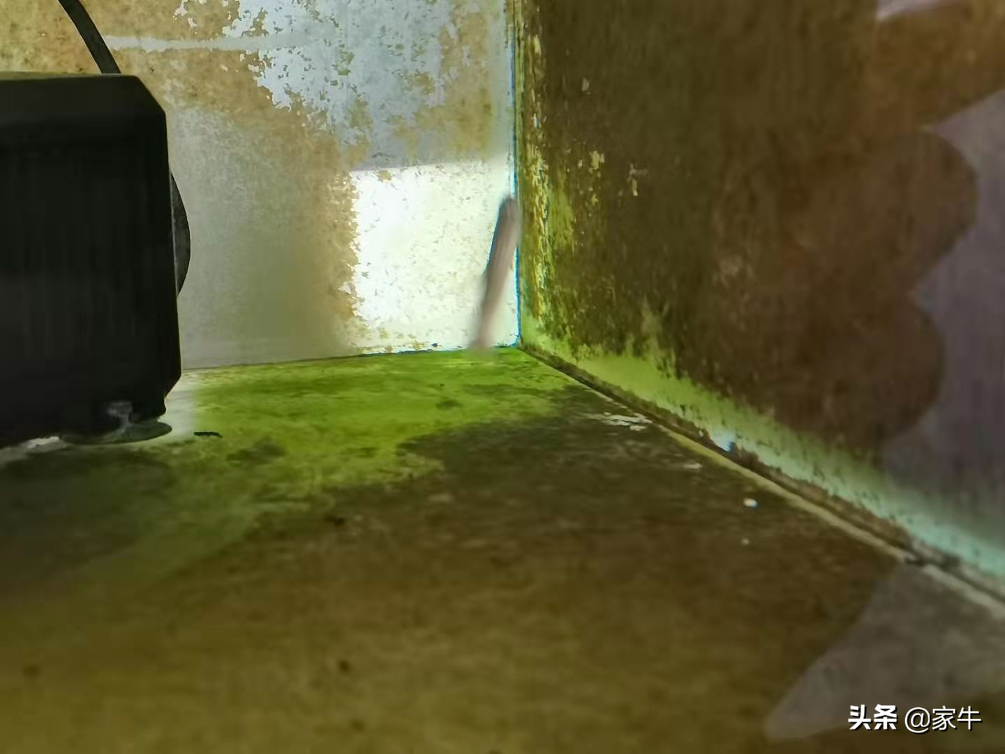 家牛的宠物龟、草金鱼、仙人球日志第308日