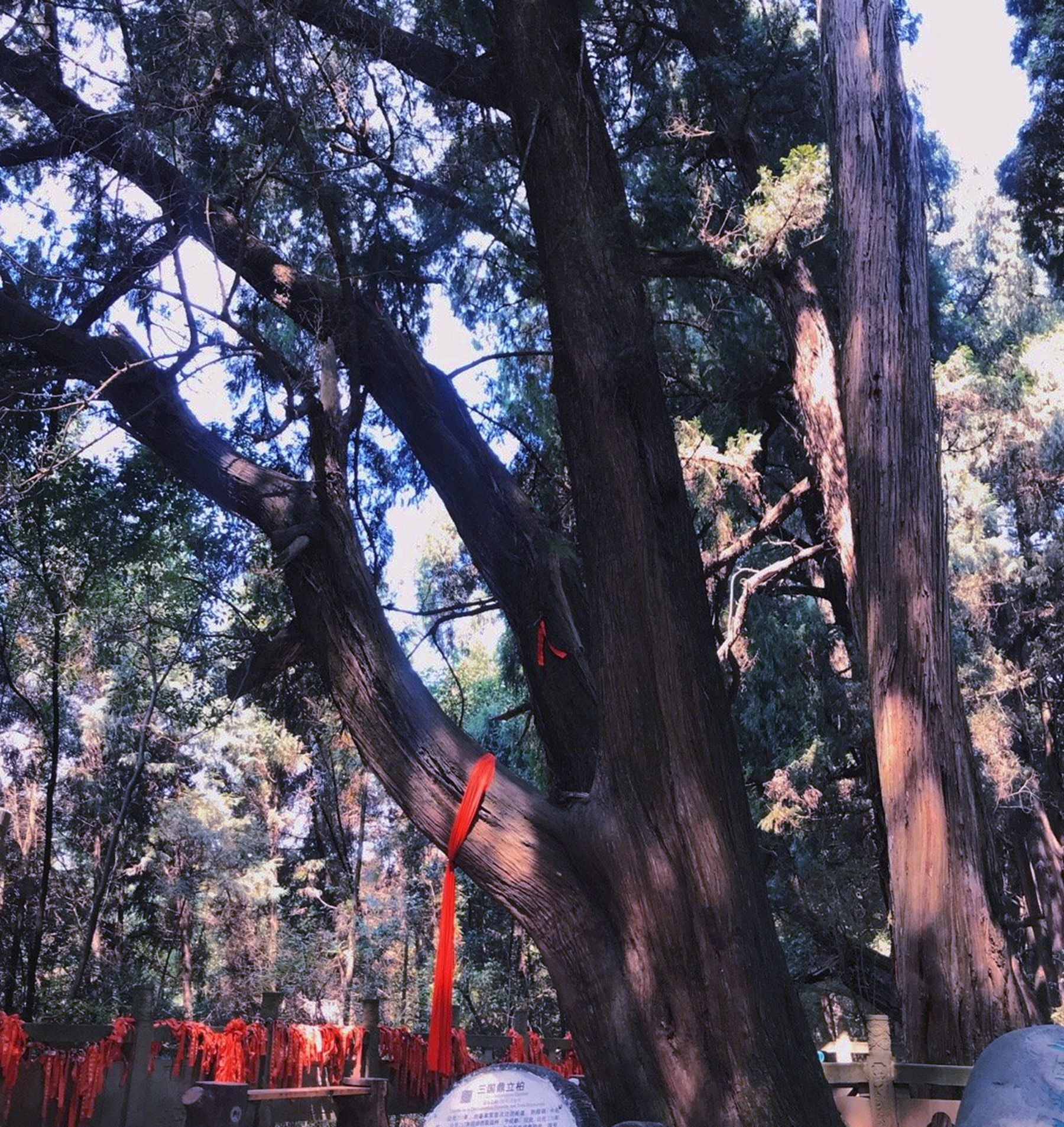 徒步峨眉山清音阁一线天风景,成都周边最美山峰徒步