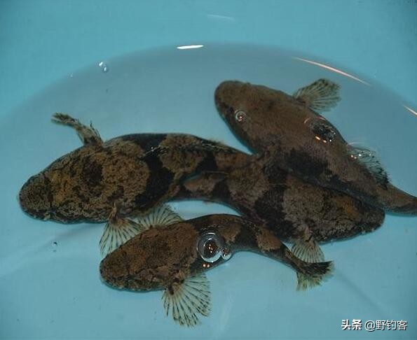 沙塘鳢可以作为观赏鱼吗,常见河鱼沙塘鳢