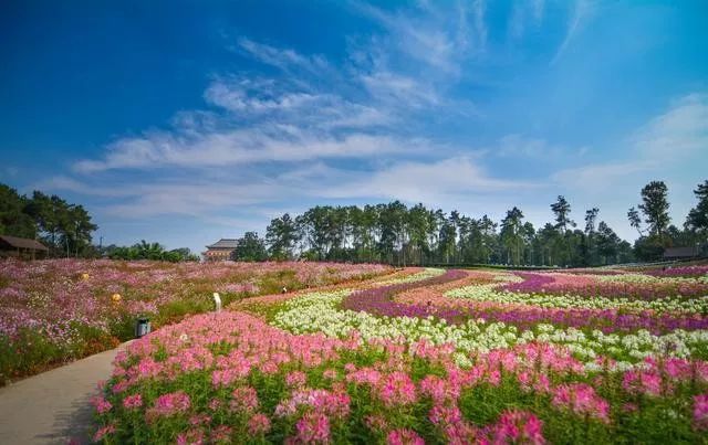 3月底蒲江十大网红打卡地,蒲江旅游十大必去景点