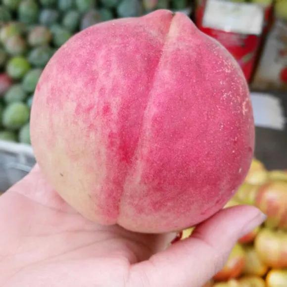 热带水果王国攀枝花,攀枝花一年四季有哪些水果