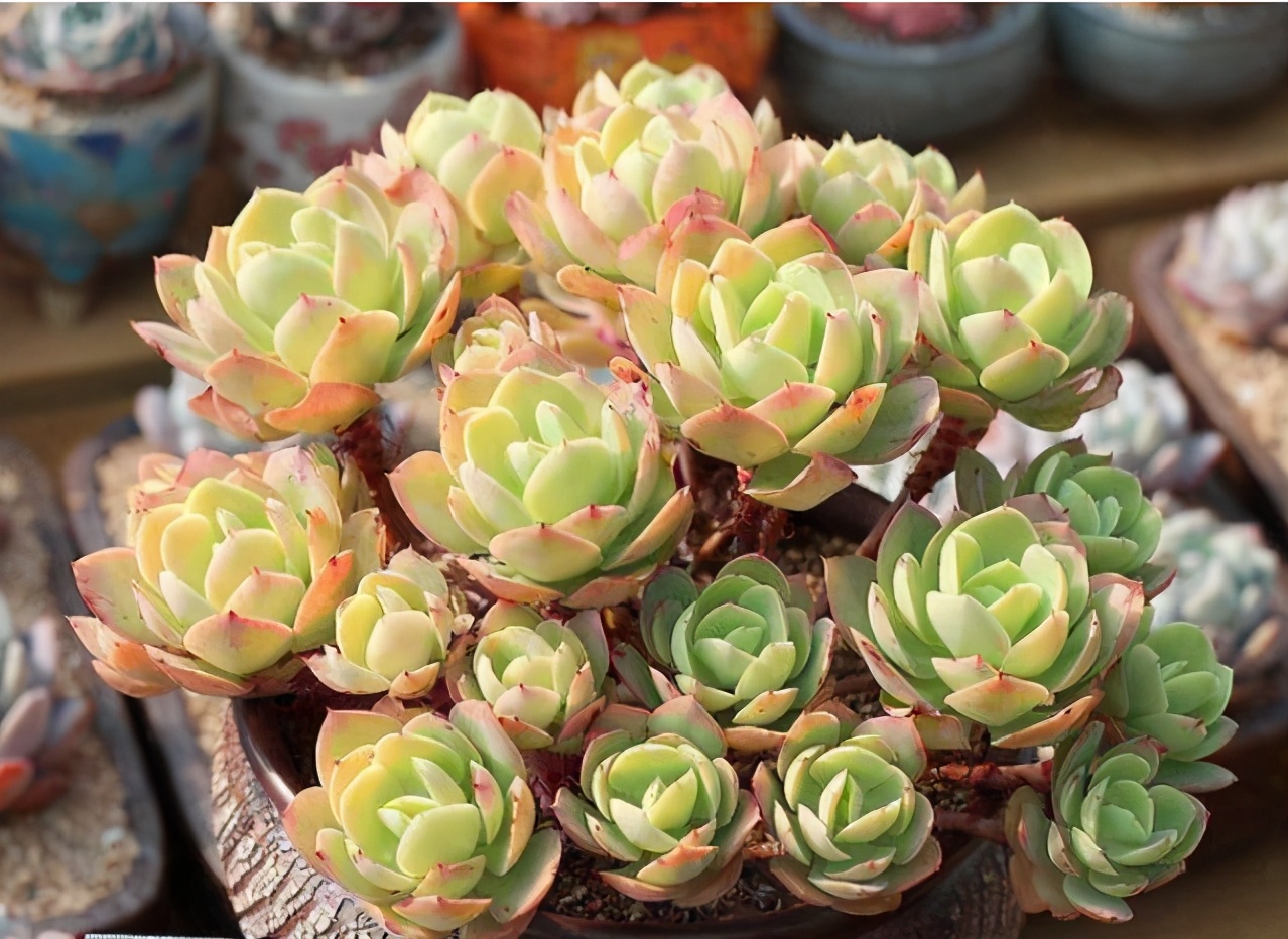 多肉容易养成老桩都有哪些品种,多肉老桩欣赏最新