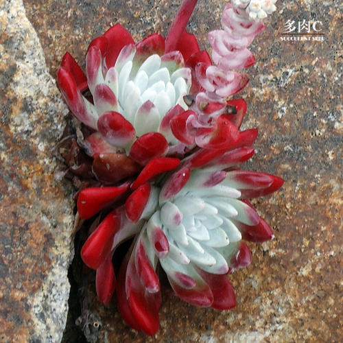 100种常见多肉植物图鉴收藏,1000种多肉植物图鉴及名字