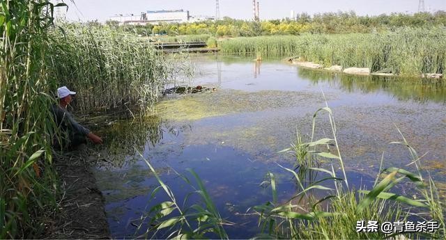 雷强钓黑鱼技巧教学视频,雷强钓黑鱼用什么饵