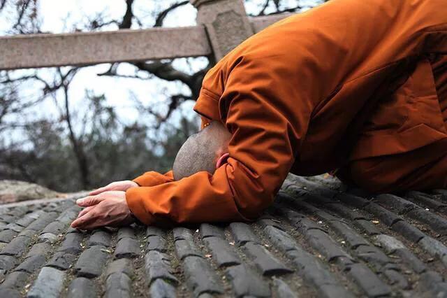 1994年狗,狗1994年