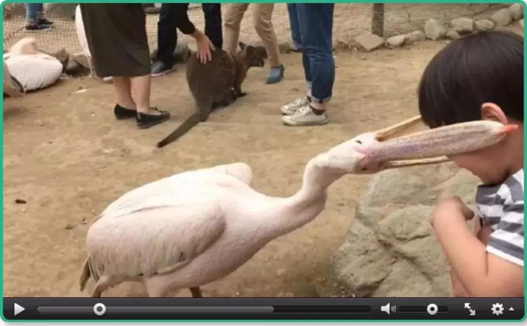 鸟界广东人，没什么是它不敢吃的……