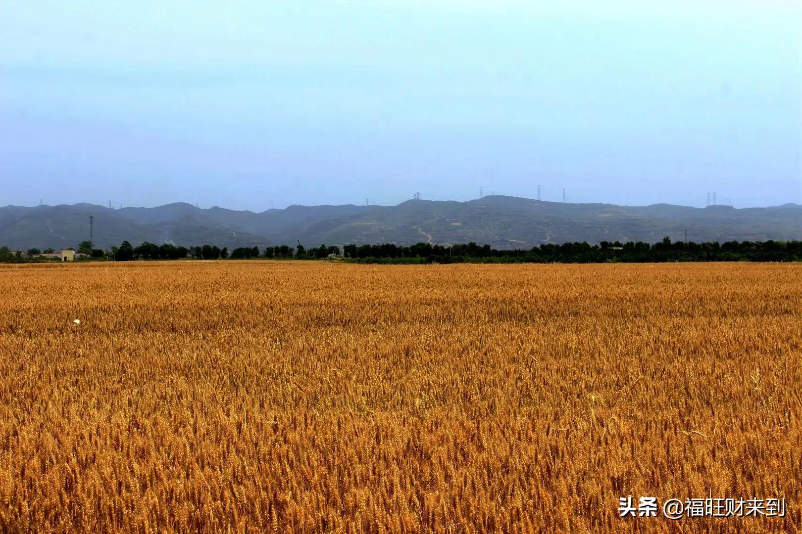 6月5号芒种,2018年6月6日芒种