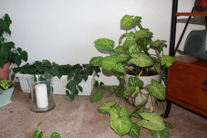 合果芋适合在室内养吗,合果芋黄叶怎么办