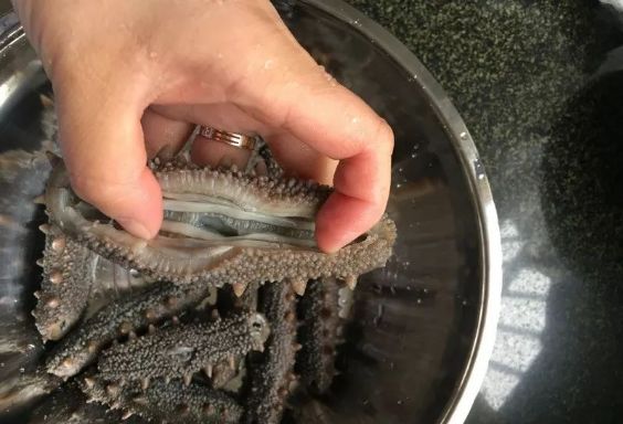 最全面的海参泡发方法太实用了,泡发海参煮还是蒸方法大全