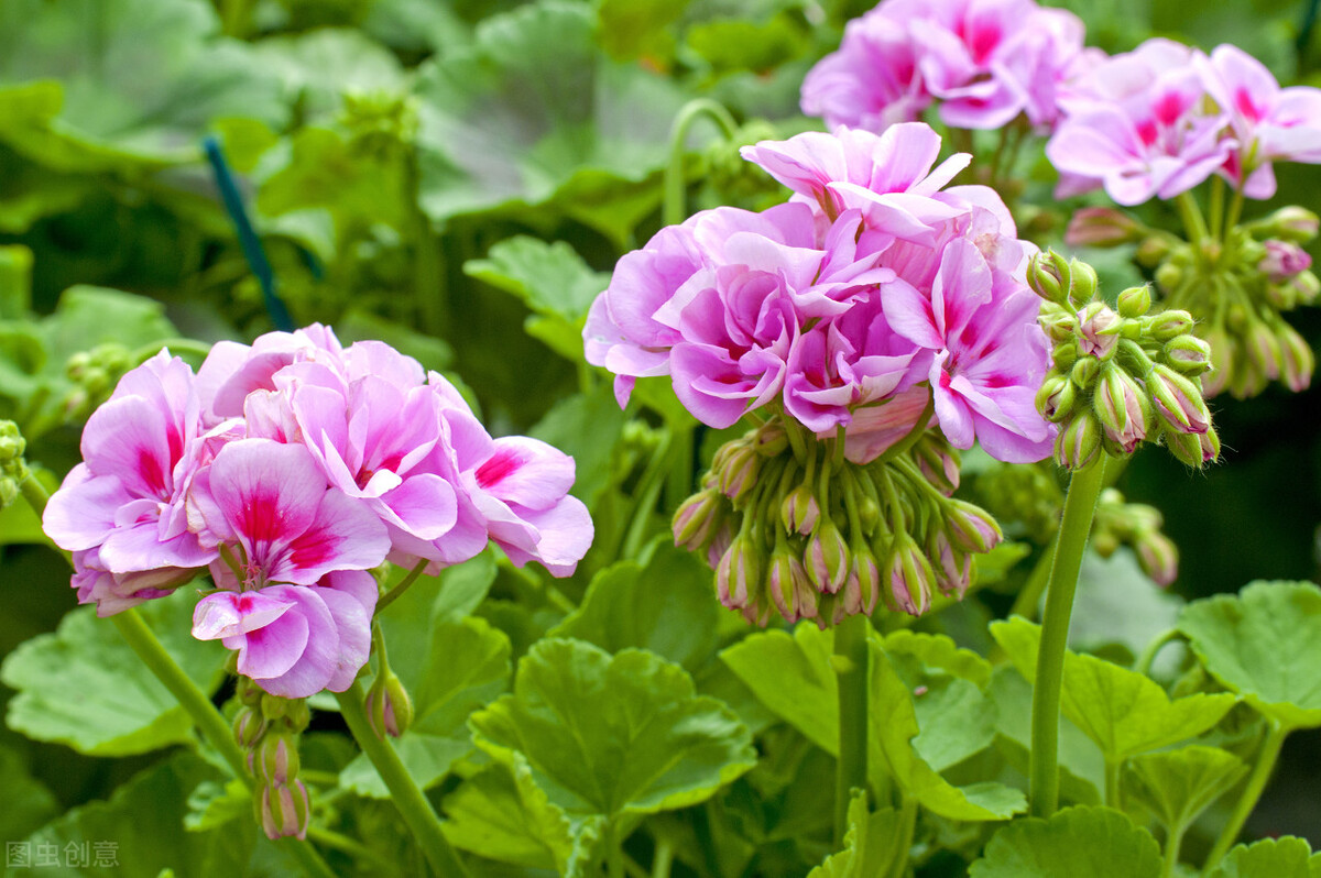 家中养4种花要当心,新手千万别碰这3种花