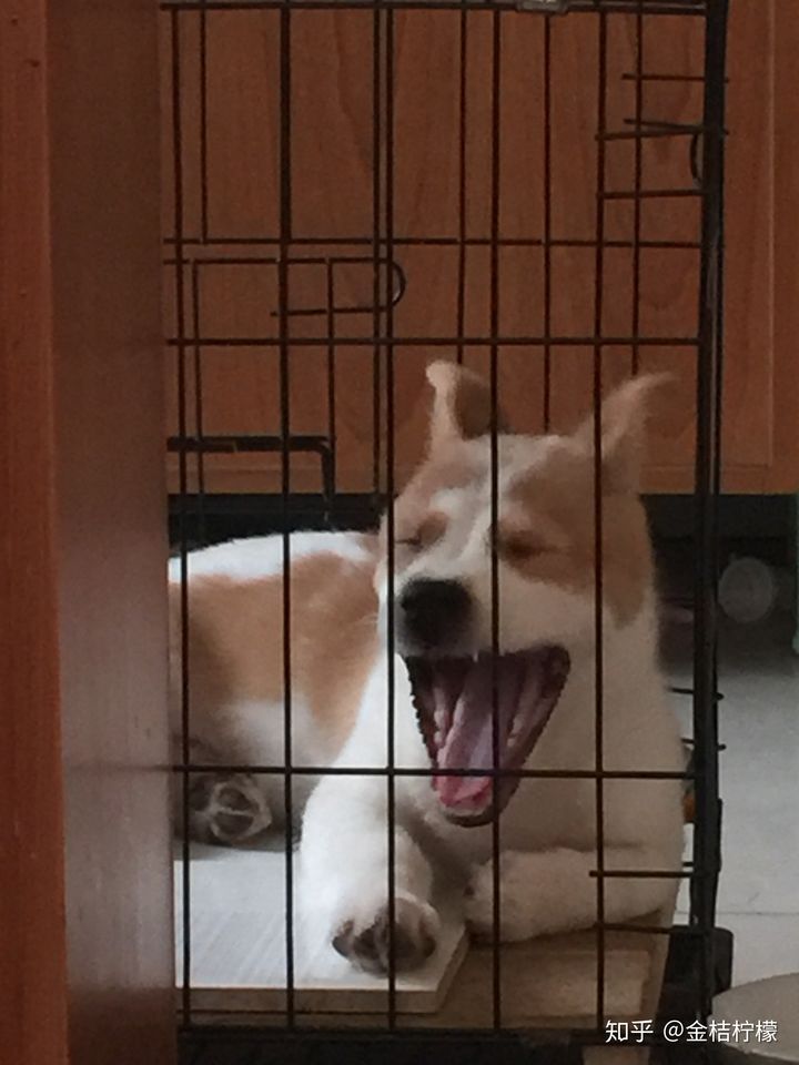 养一只很乖的狗是什么体验,养一只聪明的狗是什么体验