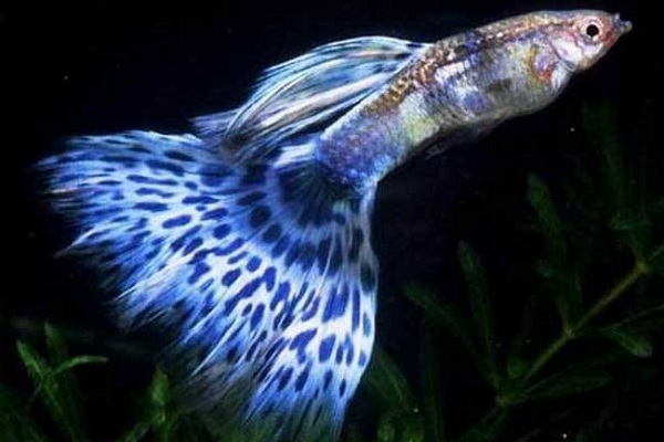 鱼价格今日多少一斤,查干湖鱼10斤价格