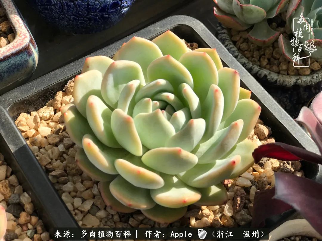 多肉成长记观察记录怎么写,多肉成长记录观察展板