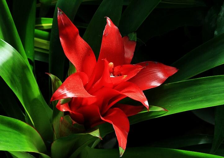 室内绿植鸿运当头怎样搭配,不用晒太阳室内绿植鸿运当头