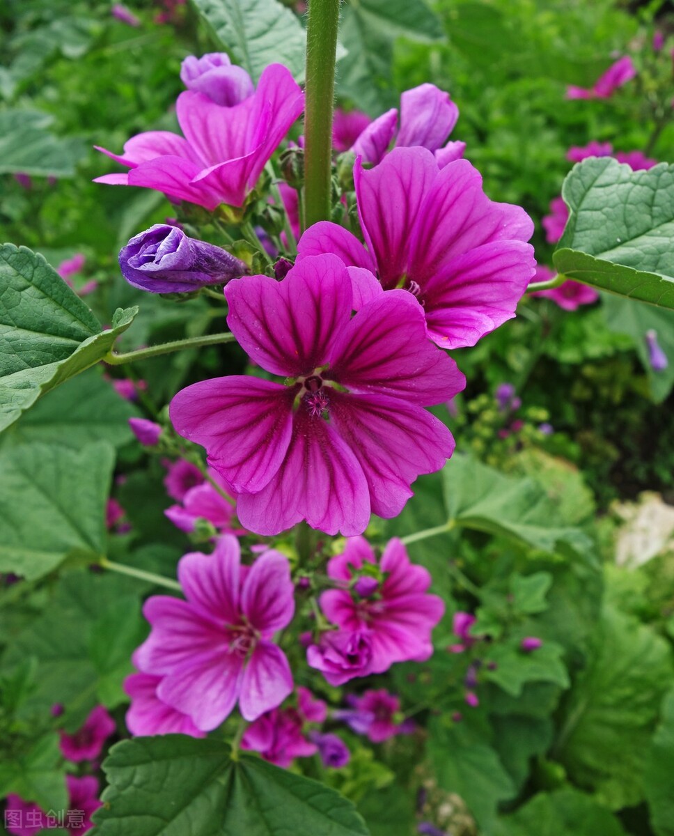 郁郁葱葱的多肉植物,适合阳光足的一年四季开花的植物