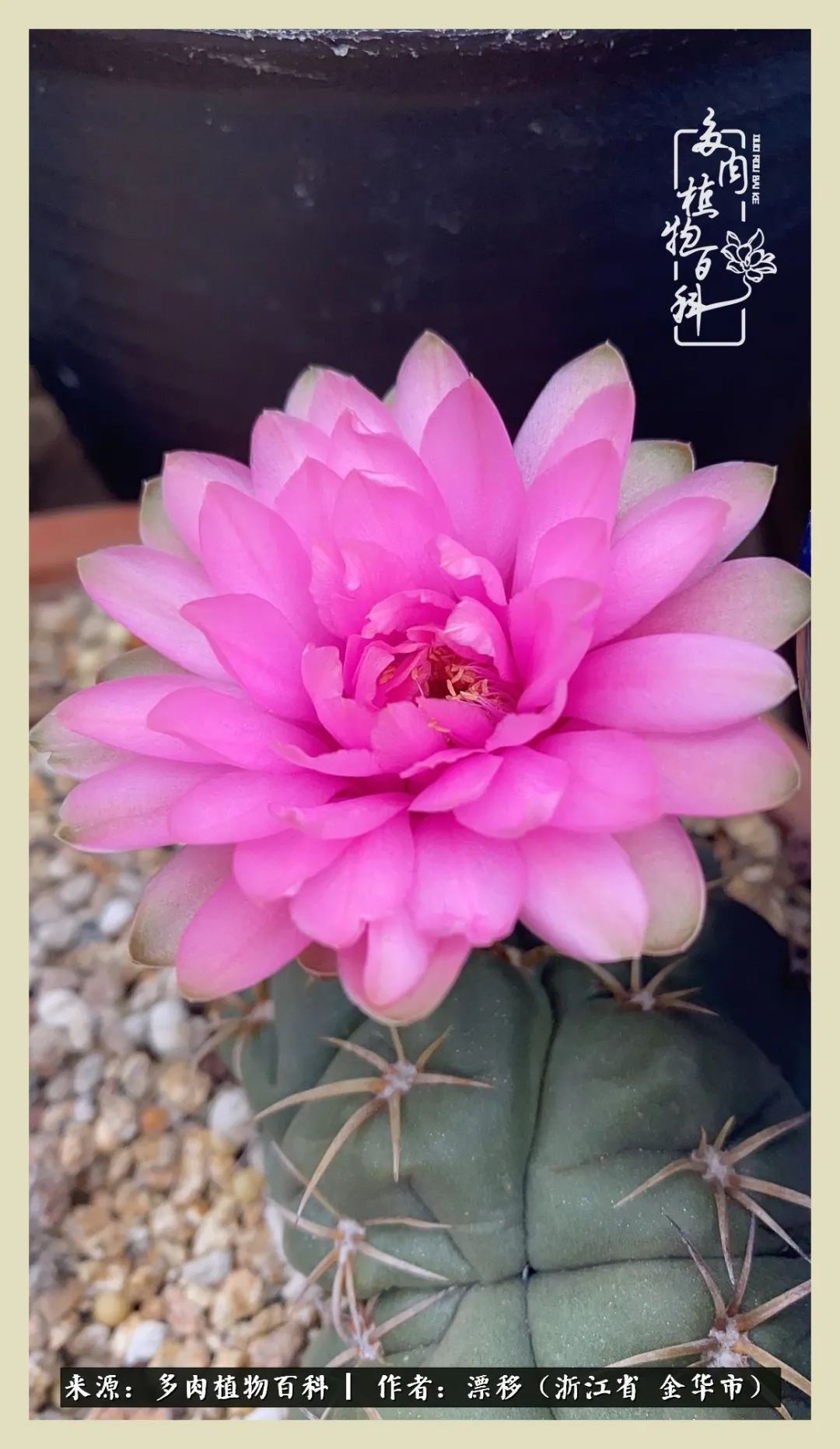 仙人球开花并散发着香味,仙人球花盛开吐露芬芳