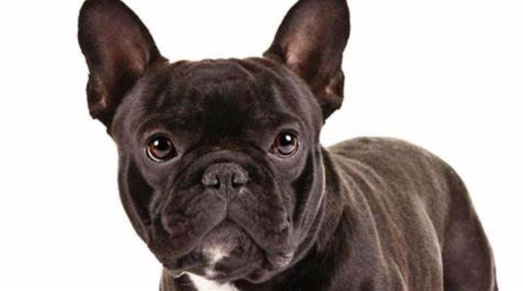 狗狗生好还是绝育好,狗狗生一窝后绝育