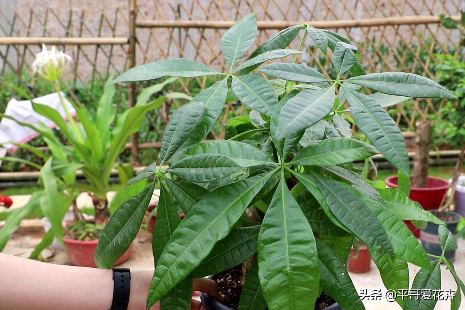 被晒蔫的植物怎么挽救,植物冻了怎么救活