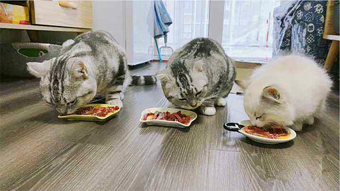猫咪更爱吃老鼠还是猫粮,猫咪更爱吃鸡肉还是猪肉