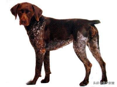 常见的猎犬都有哪些,最厉害的猎犬是哪种