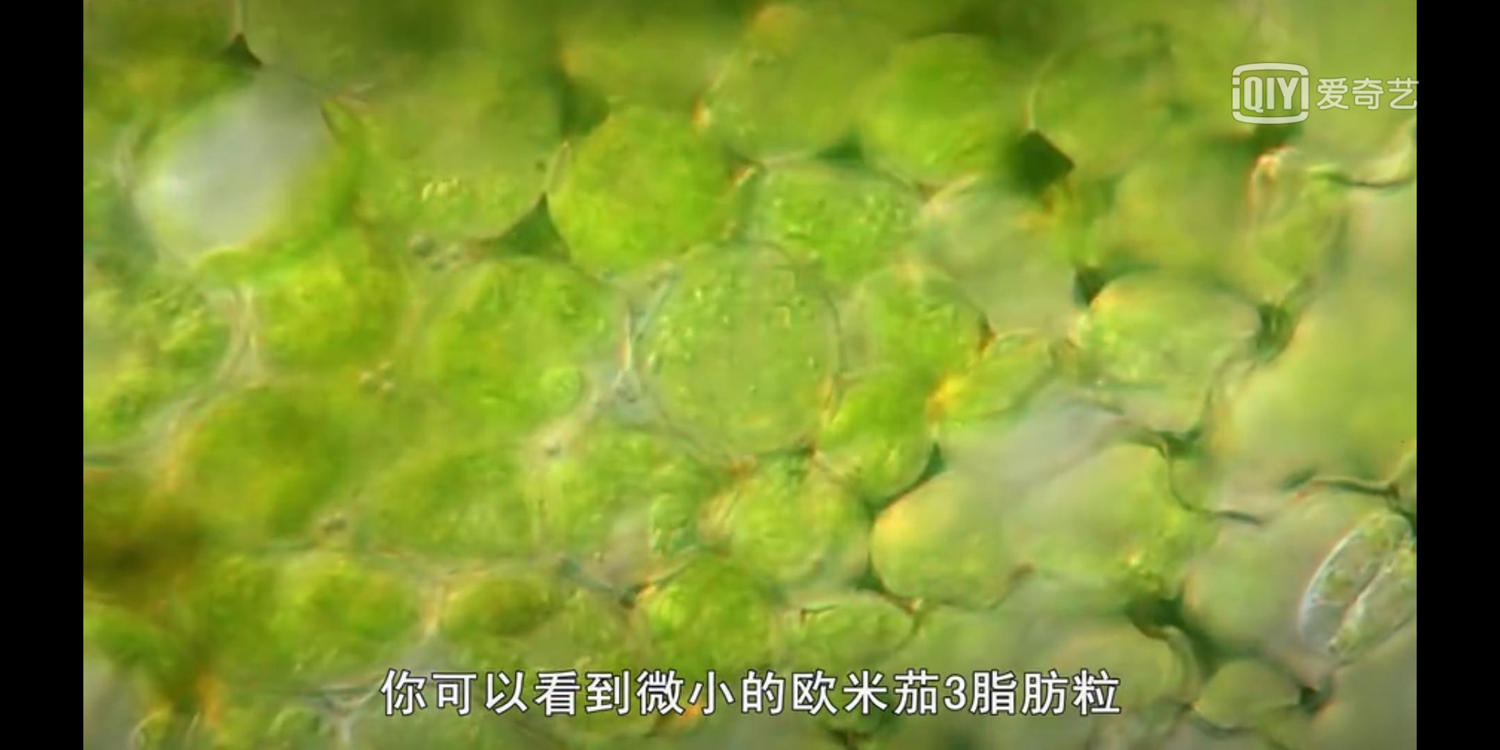 欧米伽3对儿童大脑发育有作用吗,欧米伽3对儿童有什么作用