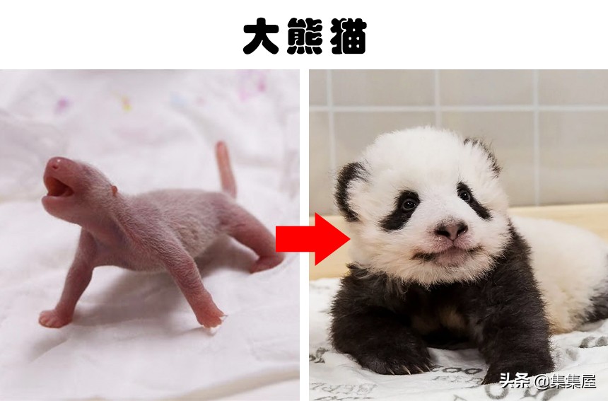 100多种你没见过的动物,十种你未见过的小型生物